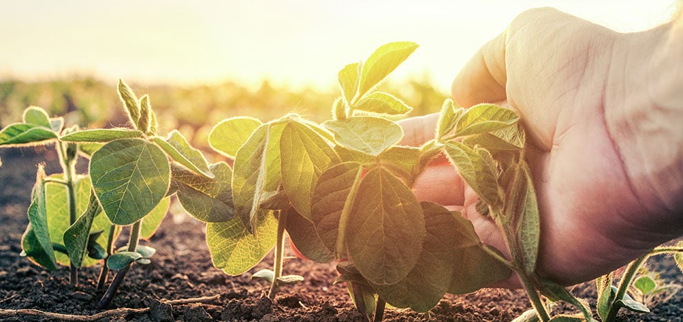 Mão tocando a plantação na terra.