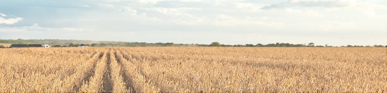 Culturas de cultivo para Tratores John Deere, frutas, café, hortaliça e pecuária