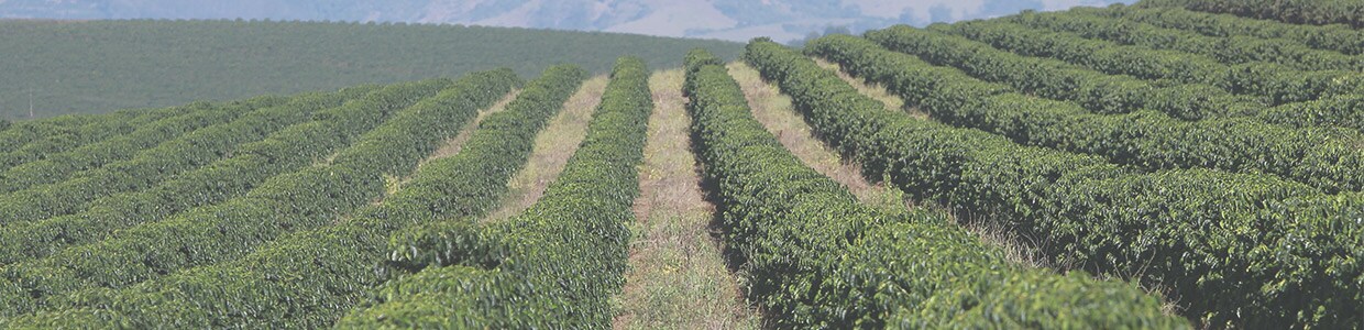 Implementos disponíveis no para citrico, fruteiro e cafeeiro
