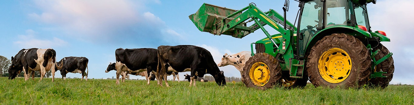 Trator com implemento frontal no campo ao lado de um grupo de vacas leiteiras pastando.