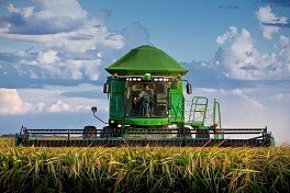 O arroz deve alcançar este ano uma produção de 11,89 milhões de toneladas.(Foto: Divulgação)