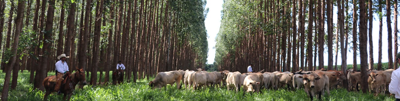 ILPF integração lavoura pecuária florestal
