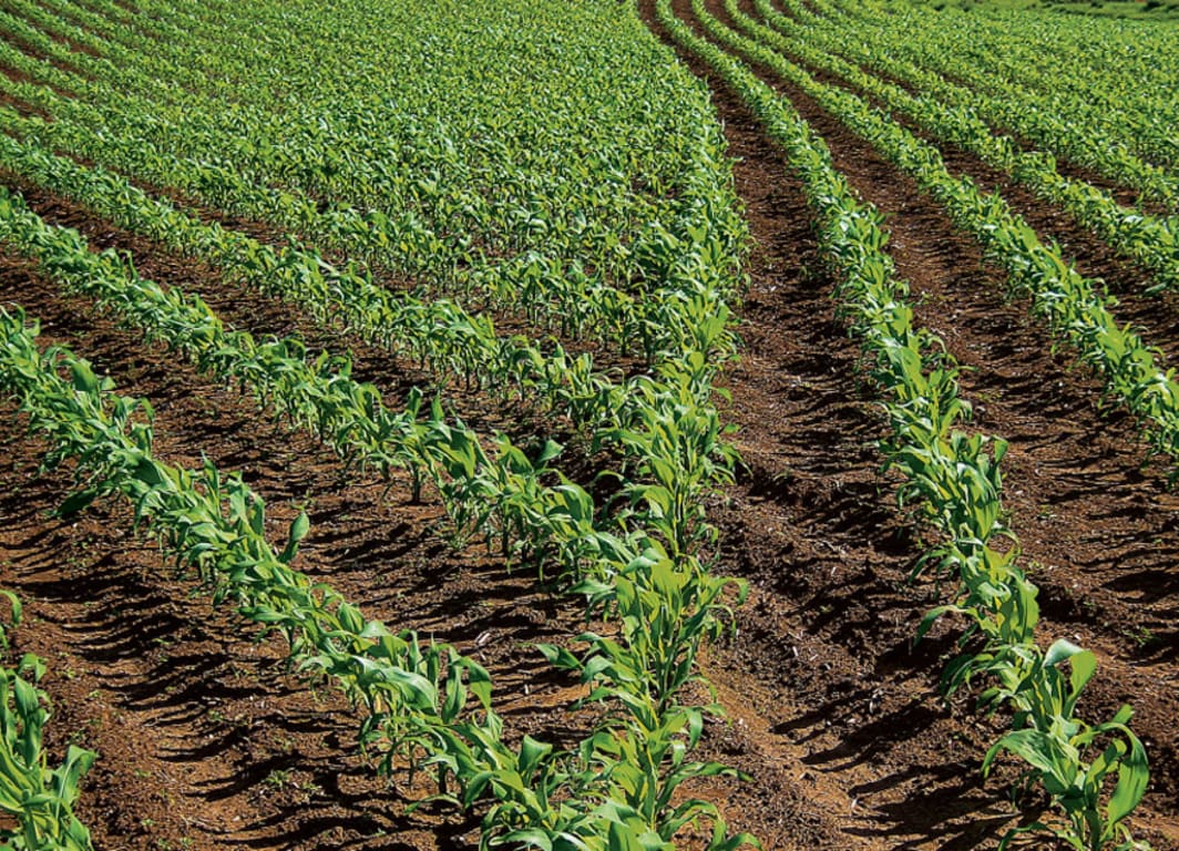 Campo com Controle de Seção.