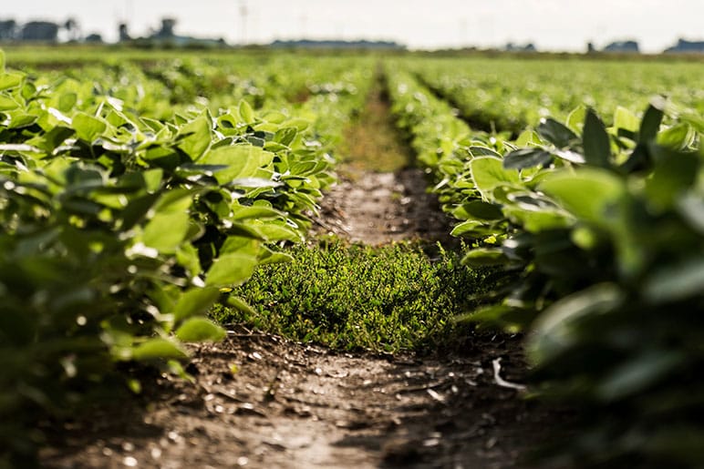 Detalhe das ervas daninhas entre as fileiras em um campo.